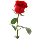 Trandafir roșu